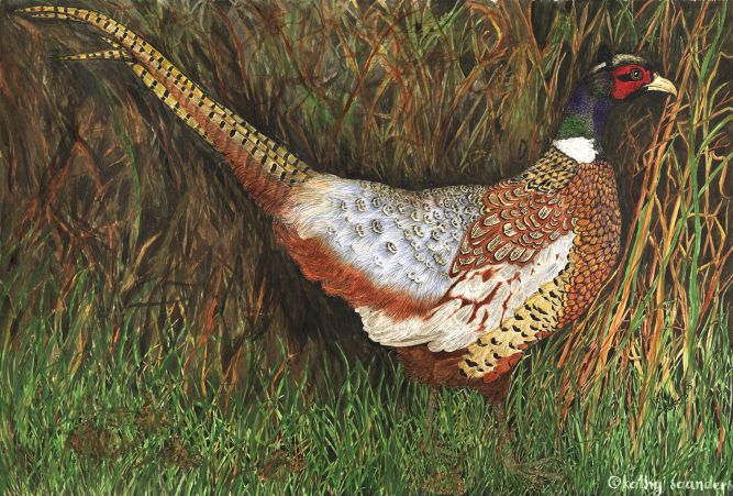 Grass Pheasant