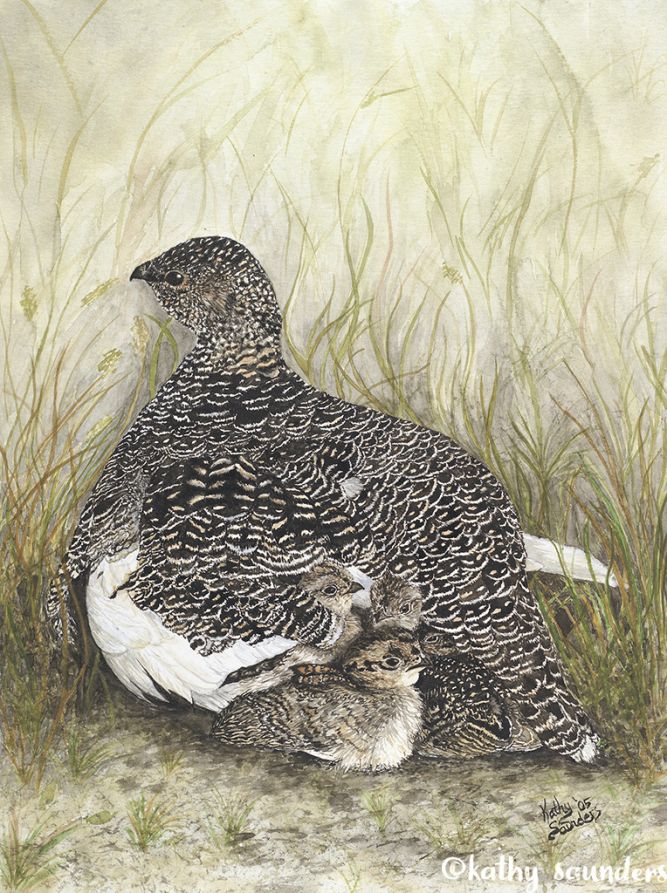 Grouse