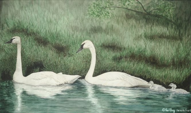 Swans