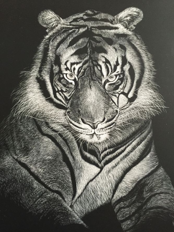 tiger.k.jpg
