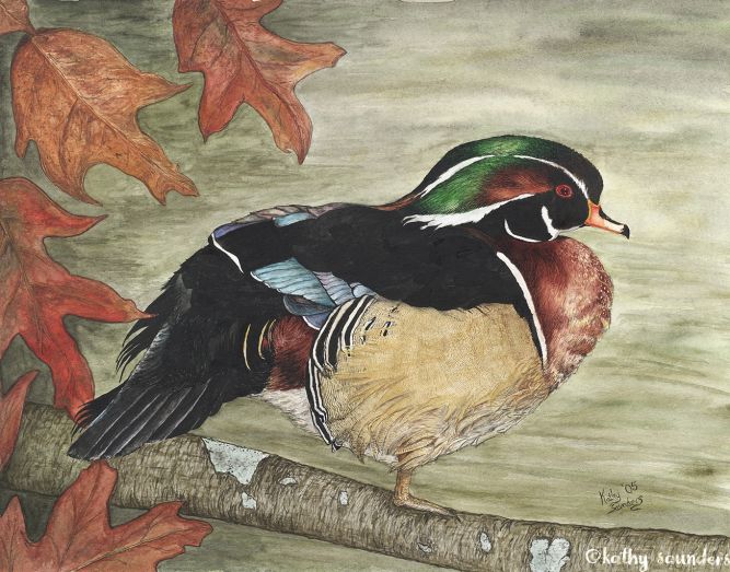 Wood Duck